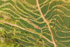 “我们采的不是茶，是稳稳的幸福！”