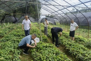 “一株草”种出“三味方”——巴中市统筹推进淫羊藿产业高质量发展