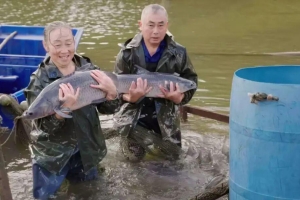 “一条鱼” 带火富民路