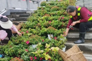 新绿满城 红旗漫卷——巴中城区焕新迎国庆