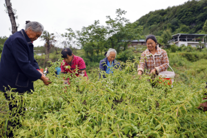 新华社关注 | 大巴山金银盛放～