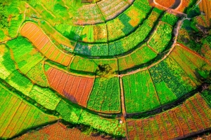 富了市民的“菜篮子”，鼓了村民的“钱袋子”