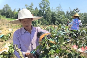 赢麻了！10万亩青花椒丰收