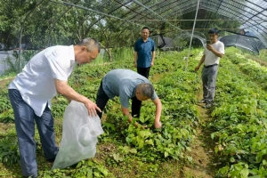 市市场监管局与市质检中心联合开展淫羊藿产业发展摸底调研