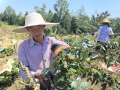 赢麻了！10万亩青花椒丰收