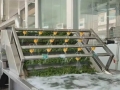 一颗青花椒何以“链”就千万产值?