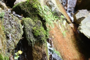 《嘉陵十卷》采风手记·南江古道