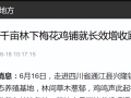 厉害了  梅花鸡被央视点名～