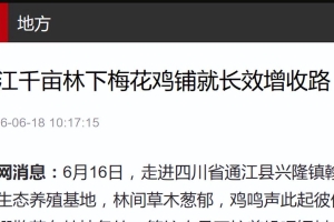 厉害了  梅花鸡被央视点名～