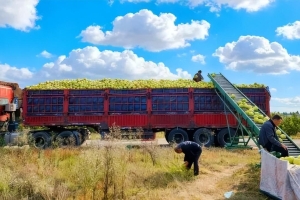 “巴中产”连续两年出口欧盟！“柚”大又甜→