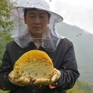 巴中“蜂王”陈桂均 乡村振兴带头人