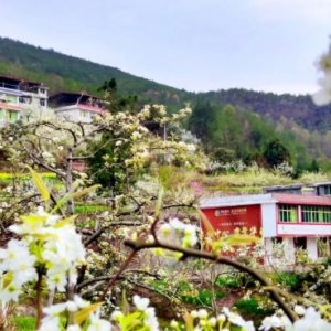 巴中南江：又见梨花次第开，芬芳如雪引客来