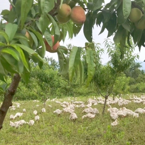 巾帼旗手李成蓉：探索林下致富经 卧薪尝胆养草鹅