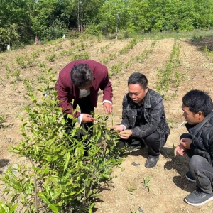 送技术到家门口 伟联学校助茶农增收促经济发展