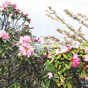 香炉山上杜鹃红