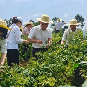 巴中市邮政党员助力庙坪村金银花采摘，用心用情服务乡村振兴