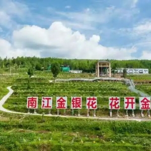 【四川中医药】巴中市加快推动中医药产业聚链成势