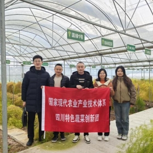蔬菜专家团队深入恩阳区开展蔬菜越冬技术指导