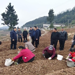 深化政企联动 共谋中药材产业高质量发展——北京同仁堂健康有机产业（海南）有限公司来平考察调研中药材产业