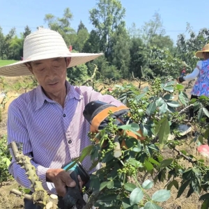 赢麻了！10万亩青花椒丰收