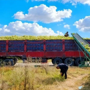 “巴中产”连续两年出口欧盟！“柚”大又甜→