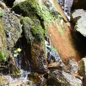 《嘉陵十卷》采风手记·南江古道
