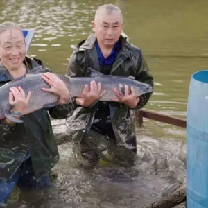 “一条鱼” 带火富民路