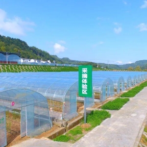 “沉睡”到“奔流” | 恩阳：农村资源变现的密码～