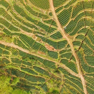 “我们采的不是茶，是稳稳的幸福！”