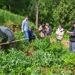 川黔两地专家联合赴巴中开展石菖蒲、黄精样本采集及基源鉴定