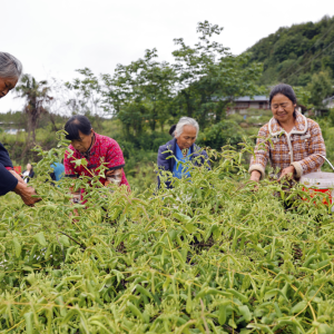 新华社关注 | 大巴山金银盛放～
