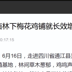 厉害了  梅花鸡被央视点名～