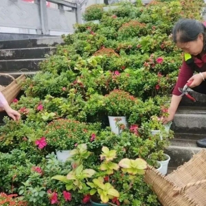 新绿满城 红旗漫卷——巴中城区焕新迎国庆
